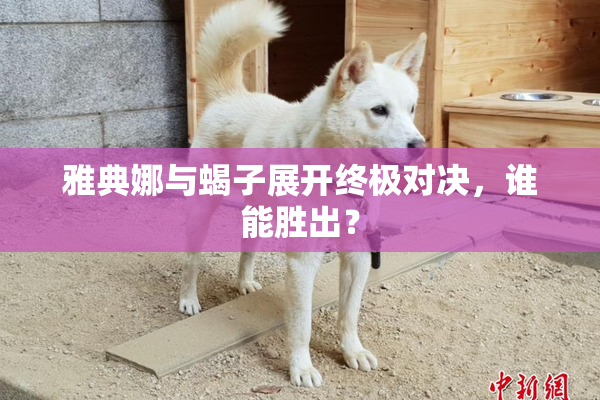 雅典娜与蝎子展开终极对决，谁能胜出？