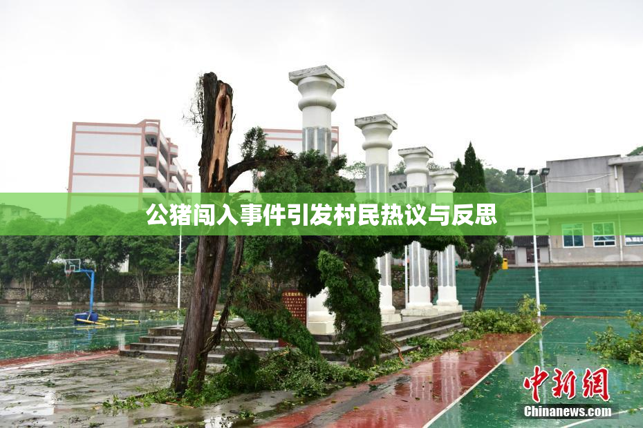 公猪闯入事件引发村民热议与反思