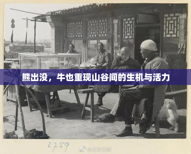 熊出没，牛也重现山谷间的生机与活力
