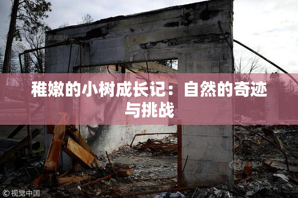 稚嫩的小树成长记：自然的奇迹与挑战