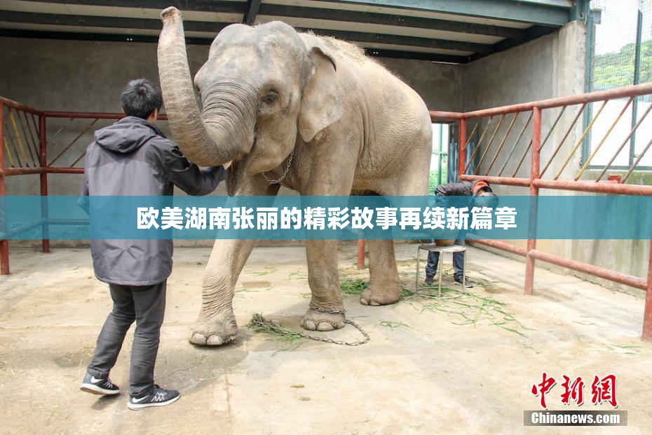 欧美湖南张丽的精彩故事再续新篇章