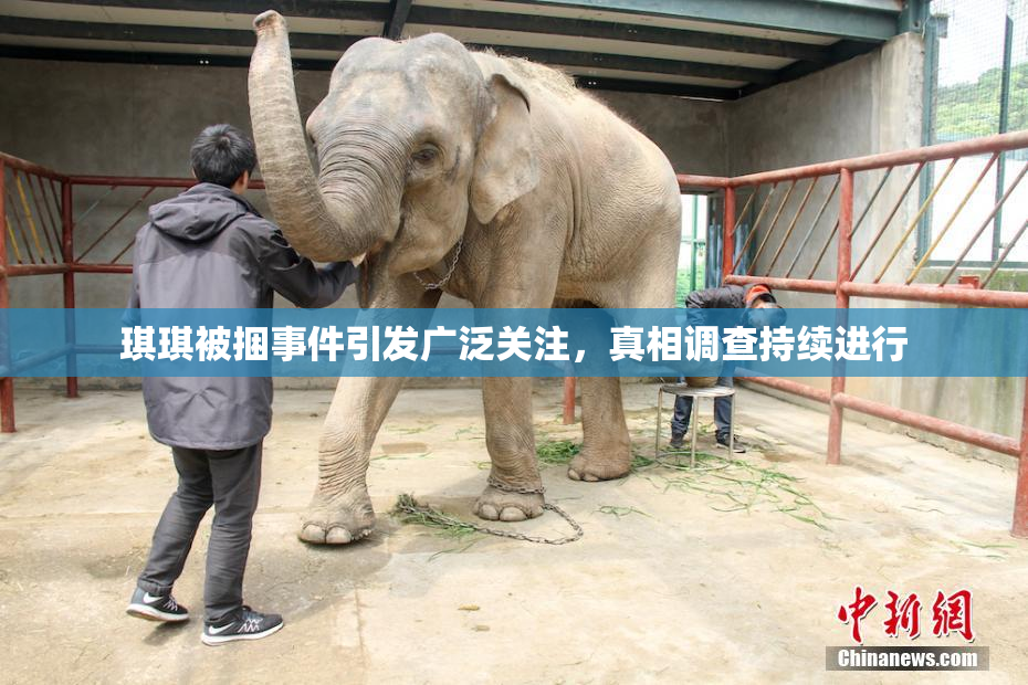 琪琪被捆事件引发广泛关注，真相调查持续进行