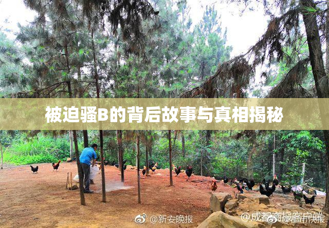 被迫骚B的背后故事与真相揭秘