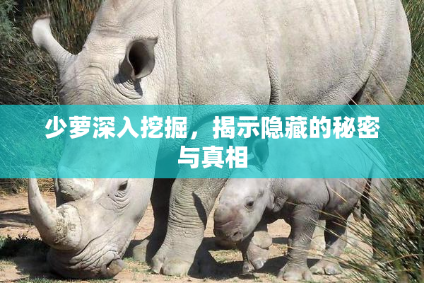 少萝深入挖掘，揭示隐藏的秘密与真相
