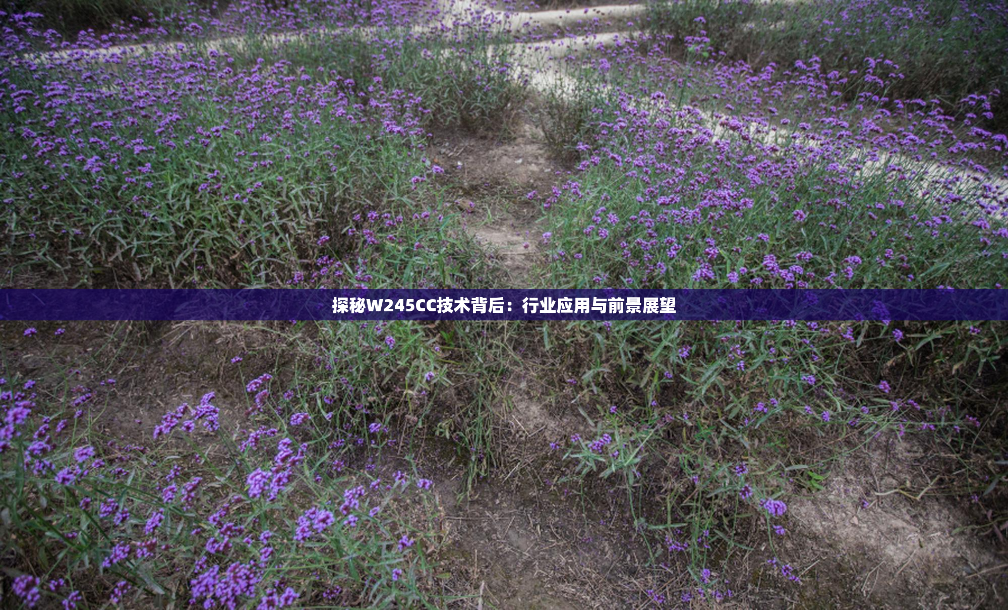 探秘W245CC技术背后：行业应用与前景展望
