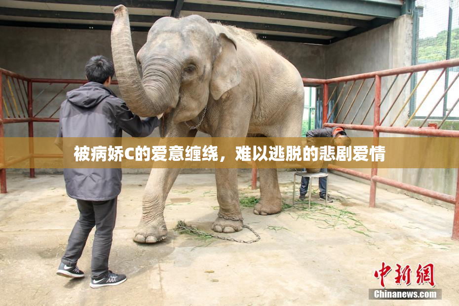 被病娇C的爱意缠绕，难以逃脱的悲剧爱情