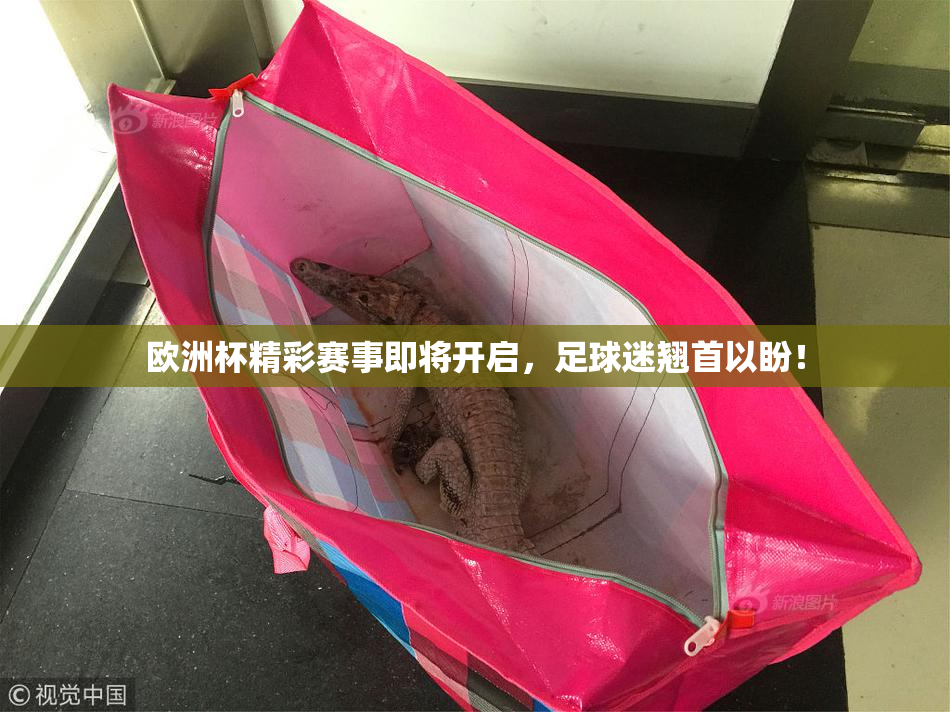欧洲杯精彩赛事即将开启，足球迷翘首以盼！