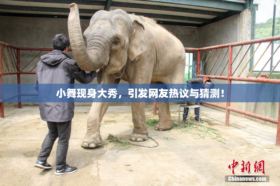 小舞现身大秀，引发网友热议与猜测！