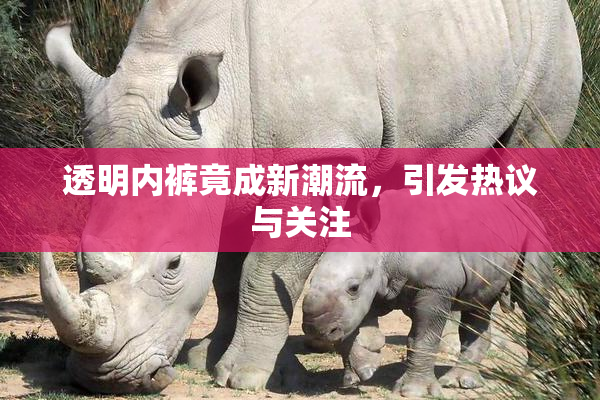透明内裤竟成新潮流，引发热议与关注