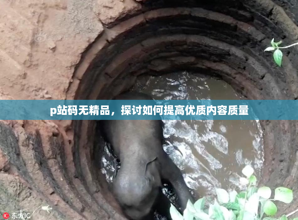 p站码无精品，探讨如何提高优质内容质量