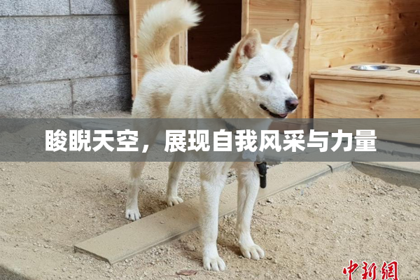 睃睨天空，展现自我风采与力量