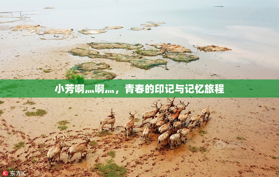 小芳啊灬啊灬，青春的印记与记忆旅程