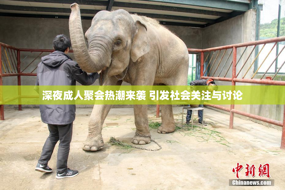 深夜成人聚会热潮来袭 引发社会关注与讨论