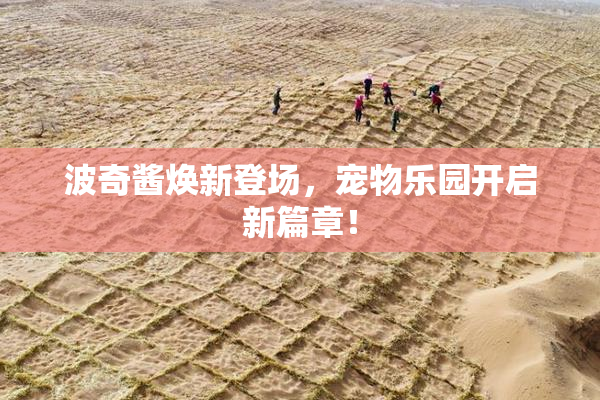 波奇酱焕新登场，宠物乐园开启新篇章！