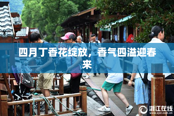 四月丁香花绽放，香气四溢迎春来