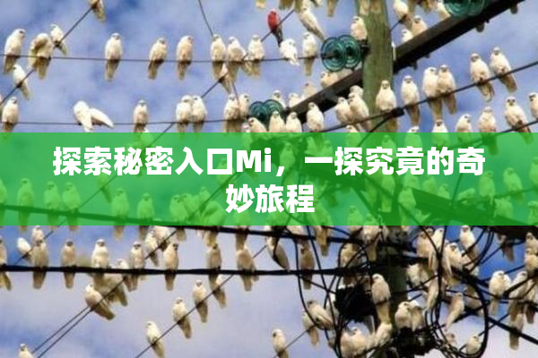 探索秘密入口Mi，一探究竟的奇妙旅程