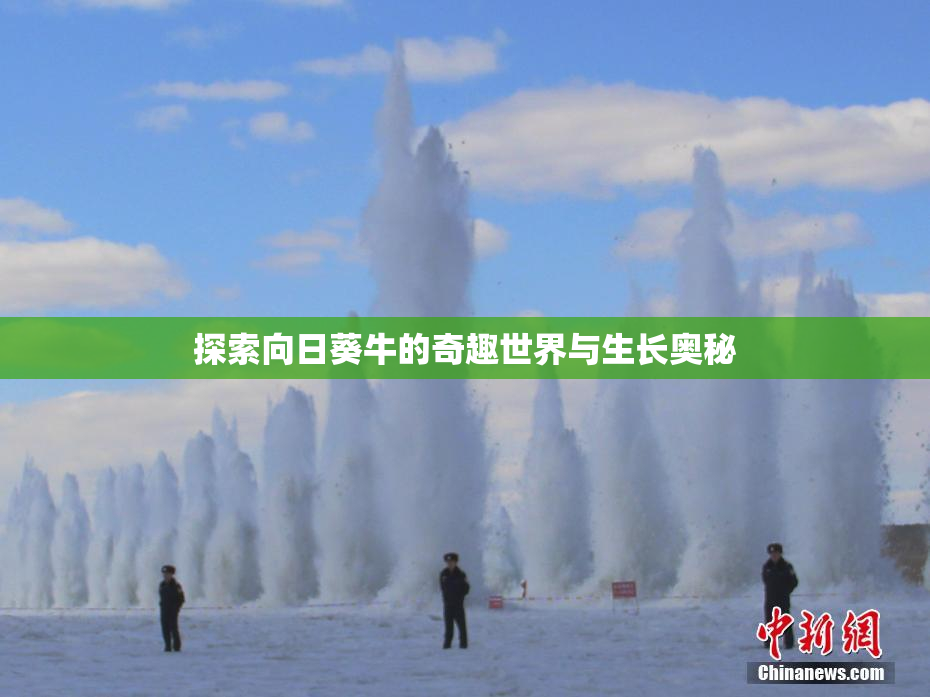 探索向日葵牛的奇趣世界与生长奥秘