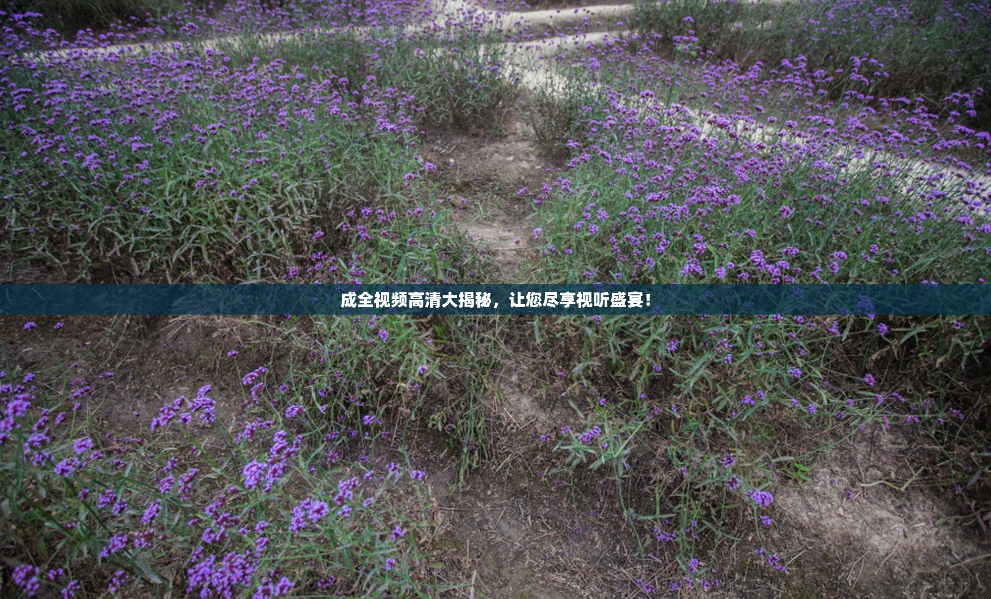 成全视频高清大揭秘，让您尽享视听盛宴！