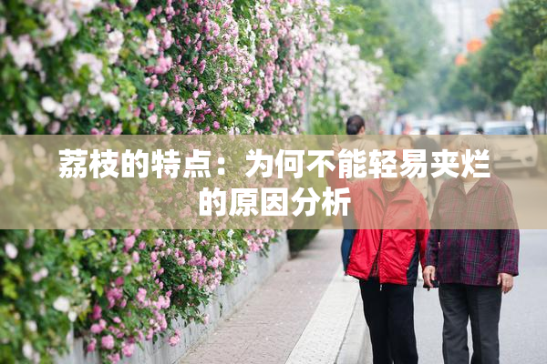 荔枝的特点：为何不能轻易夹烂的原因分析
