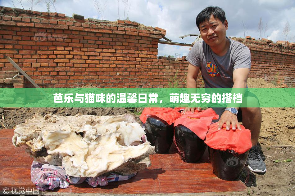 芭乐与猫咪的温馨日常，萌趣无穷的搭档