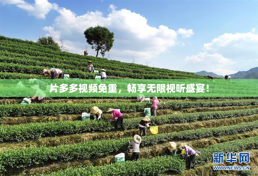 片多多视频免重，畅享无限视听盛宴！