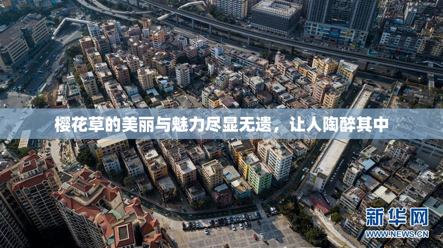樱花草的美丽与魅力尽显无遗，让人陶醉其中
