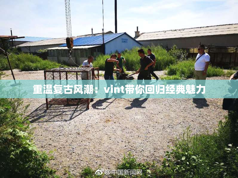 重温复古风潮：vint带你回归经典魅力