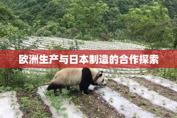 欧洲生产与日本制造的合作探索