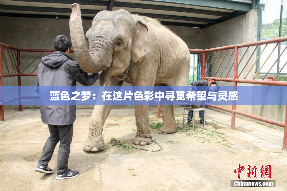 蓝色之梦：在这片色彩中寻觅希望与灵感