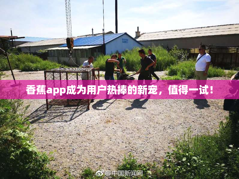 香蕉app成为用户热捧的新宠，值得一试！