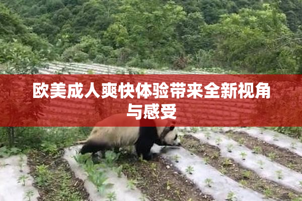 欧美成人爽快体验带来全新视角与感受