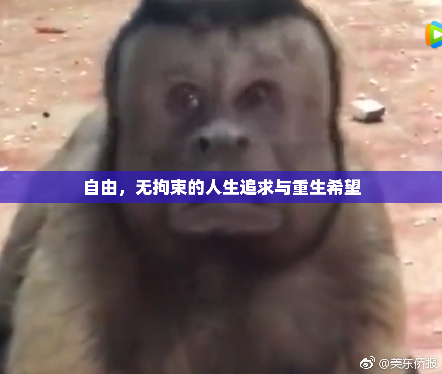 自由，无拘束的人生追求与重生希望