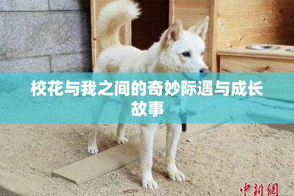 校花与我之间的奇妙际遇与成长故事