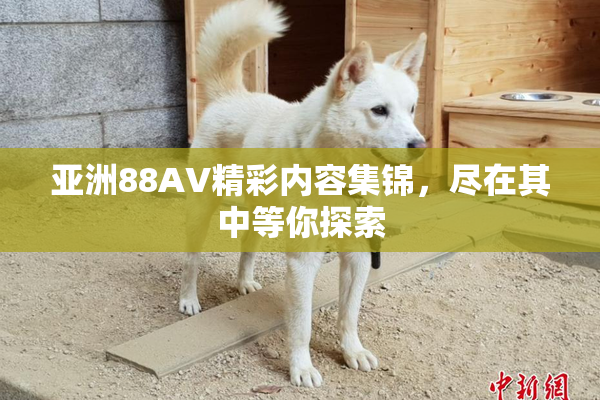 亚洲88AV精彩内容集锦，尽在其中等你探索