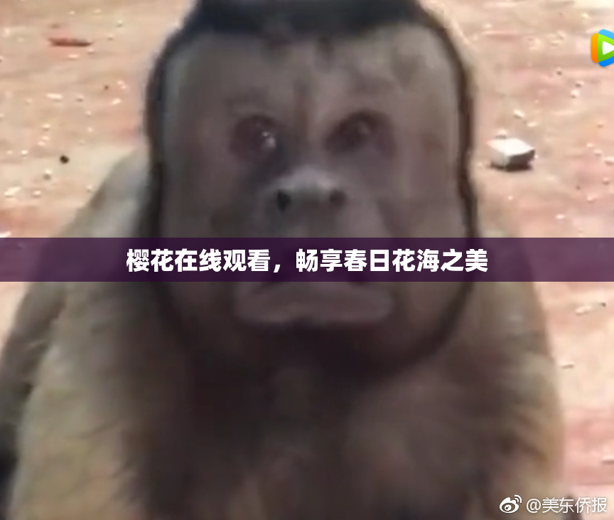 樱花在线观看，畅享春日花海之美