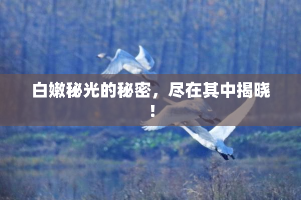 白嫩秘光的秘密，尽在其中揭晓！