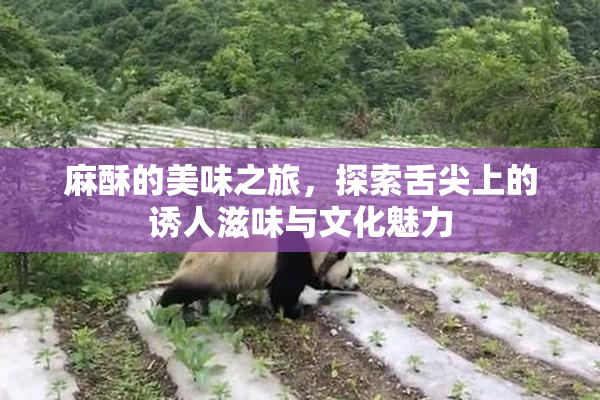 麻酥的美味之旅，探索舌尖上的诱人滋味与文化魅力