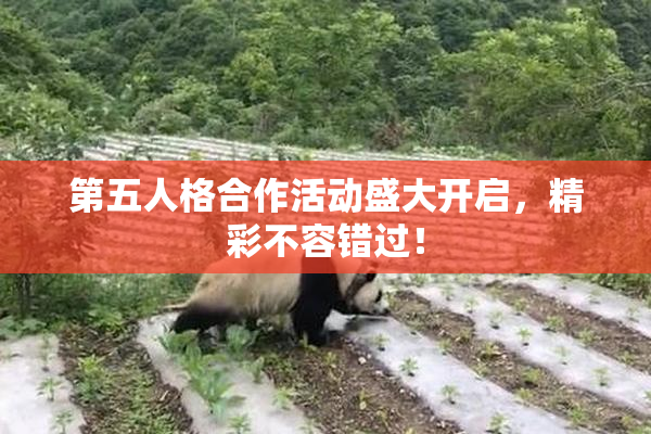 第五人格合作活动盛大开启，精彩不容错过！
