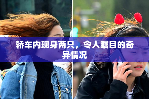 轿车内现身两只，令人瞩目的奇异情况