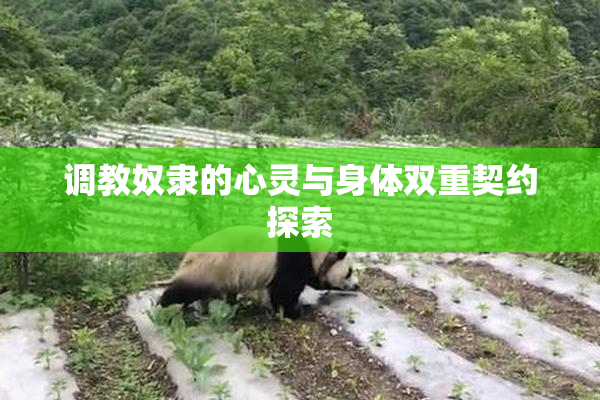 调教奴隶的心灵与身体双重契约探索