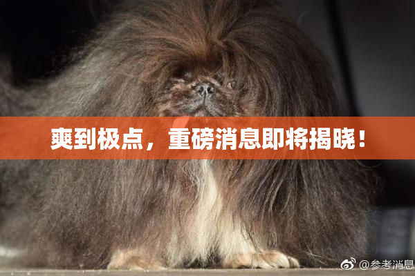 爽到极点，重磅消息即将揭晓！
