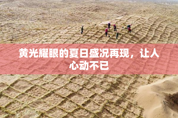 黄光耀眼的夏日盛况再现，让人心动不已