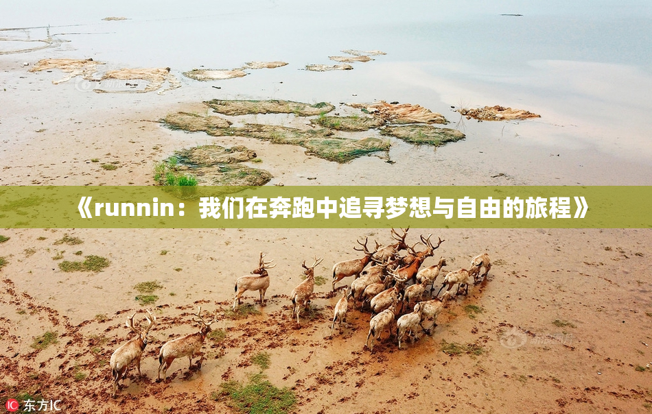 《runnin：我们在奔跑中追寻梦想与自由的旅程》