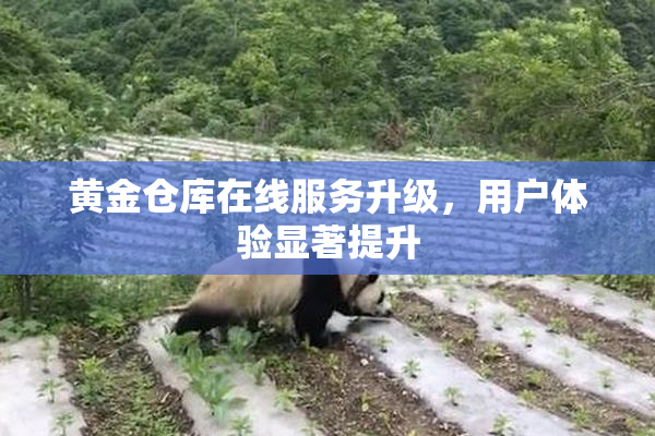黄金仓库在线服务升级，用户体验显著提升