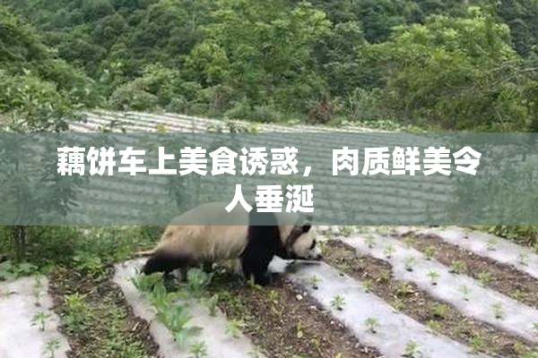 藕饼车上美食诱惑，肉质鲜美令人垂涎