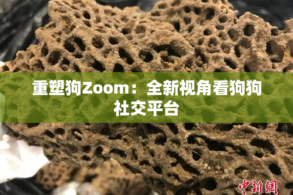 重塑狗Zoom：全新视角看狗狗社交平台