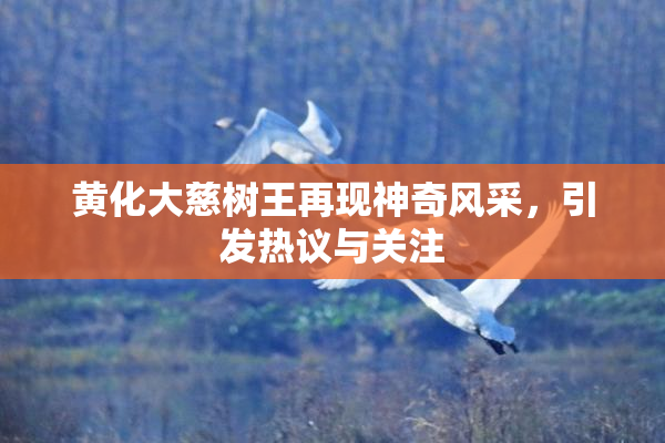 黄化大慈树王再现神奇风采，引发热议与关注