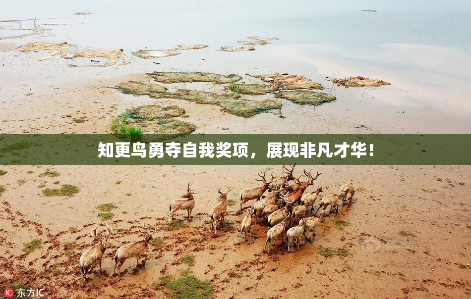 知更鸟勇夺自我奖项，展现非凡才华！