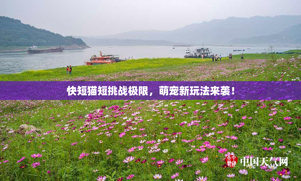 快短猫短挑战极限，萌宠新玩法来袭！