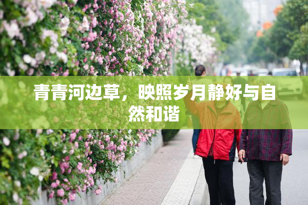青青河边草，映照岁月静好与自然和谐